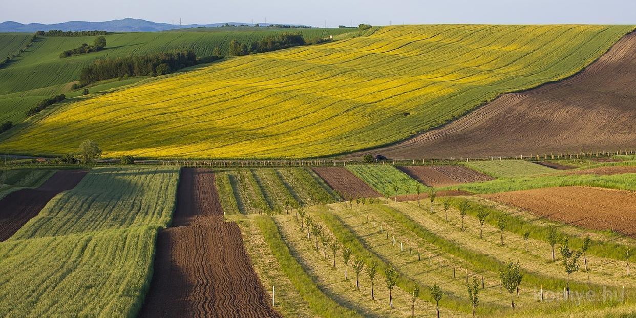 Földrészletek nyilvános pályáztatása